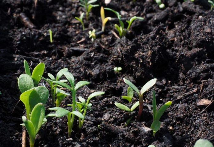 KenGen to invest in fertilizer production