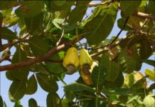 Africa Jutes invests in Glo-Djigbé Industrial Zone Africa Jutes invests in Glo-Djigbé Industrial Zone