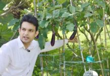 Amidst Rising Global Temperatures, Scientists Identify Heat and Drought-Resistant Crop Genes