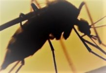 Sanger Institute: Genomic evolution of major malaria-transmitting mosquito species uncovered