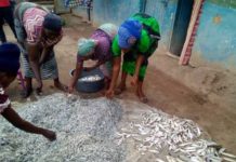 New study highlights the critical role of small-scale fisheries in global food security, nutrition, and livelihoods