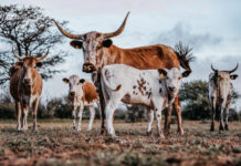 German-Namibian farmer expand to Europe :Thanks to Saloodo!