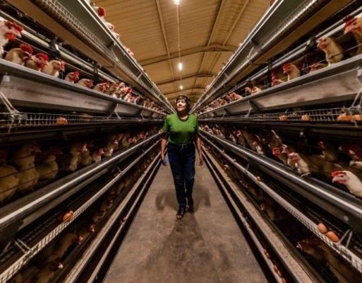 The farm has facility for 50 000 chickens