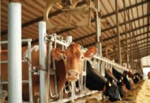 The Dairy Industry at Risk from Rising Temperatures