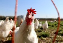 Organization Making Poultry Farming Affordable in Africa