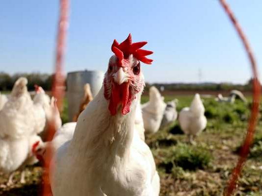 Organization Making Poultry Farming Affordable in Africa