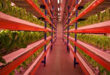 Emirates Flight Catering Opens World’s Largest Vertical Farm in Dubai