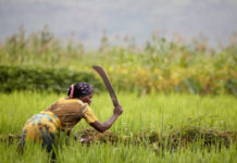 African Development Bank extends €121 million food-production loan to Senegal to cushion impacts of war in Ukraine