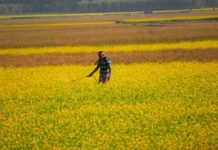 Finding a Balance Between Pesticides and Organic Pest Control Methods