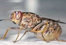 Zimbabwe’s tsetse control division opts for drone technology to eradicate tsetse menace