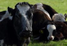 What to Know About Containing Diseases in Livestock