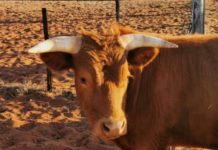 Farming in Kalahari Desert with the rare Dexter cattle breeds