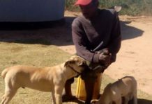 North West Kick starts its campaign aimed at preventing new cases of rabies in the province