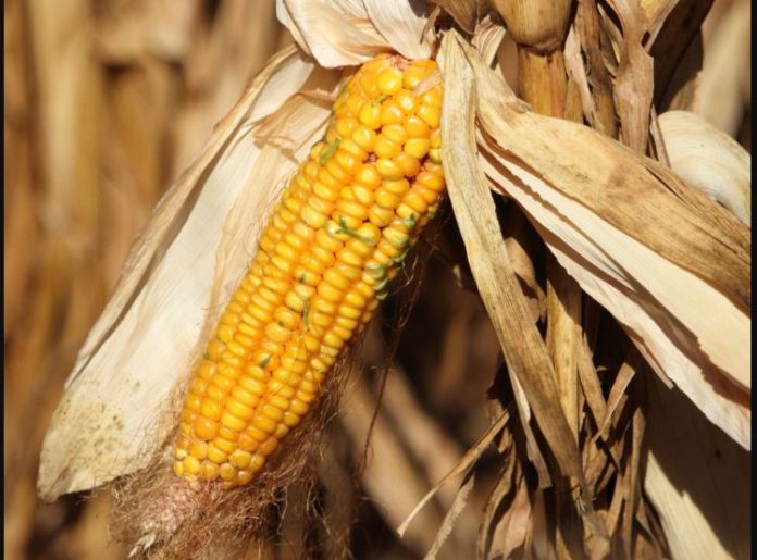 Malawi increases maize price