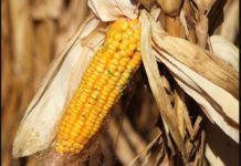 Grant Funding Opportunity for Entrepreneurs Malawi increases maize price