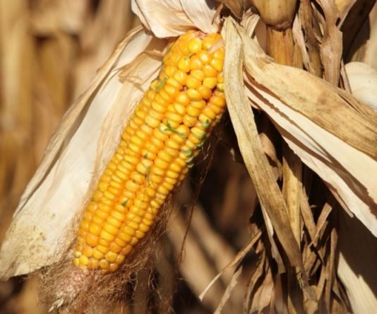Malawi increases maize price Malawi increases maize price
