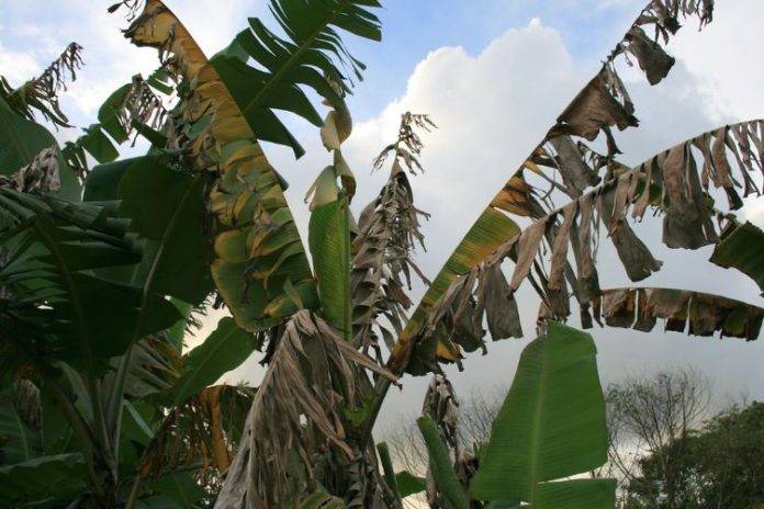 Researchers embrace Artificial Intelligence to tackle banana disease in Burundi