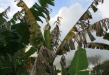 Researchers embrace Artificial Intelligence to tackle banana disease in Burundi Researchers embrace Artificial Intelligence to tackle banana disease in Burundi