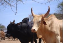 EIMA, the new automated animal welfare barns