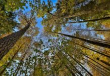 Cameroon launches biochar technique for the restoration of degraded forests