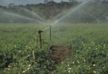 Cameroon launches tenders to develop Benue River Cameroon launches tenders to develop Benue River