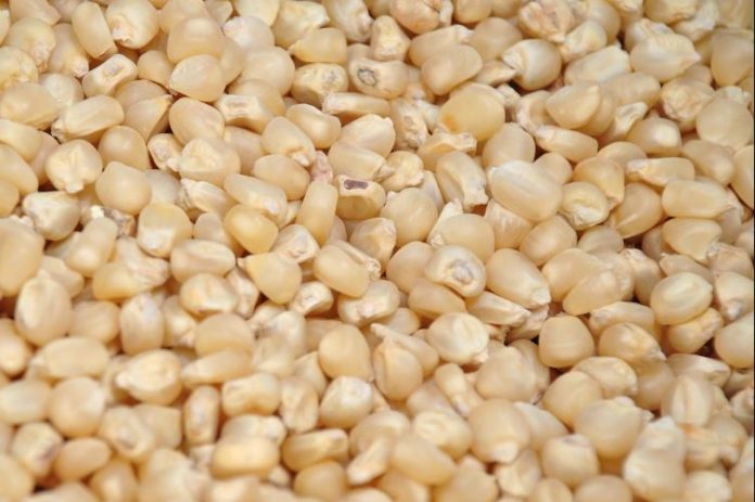 Supply of maize in Kenya stabilizes