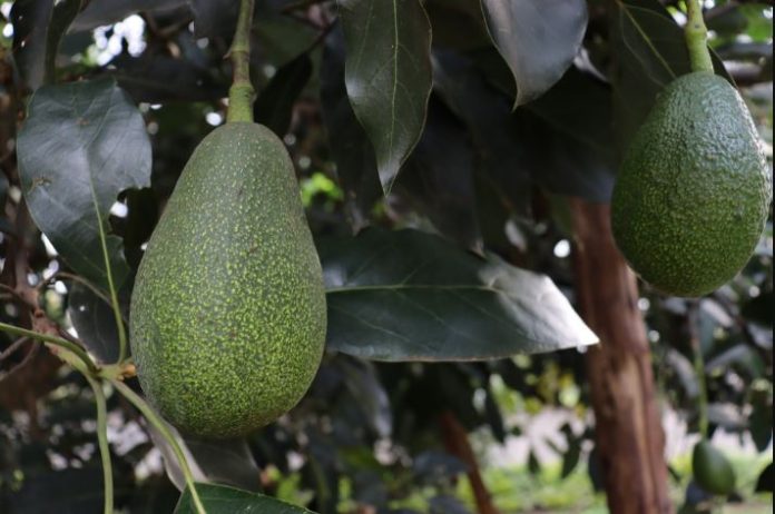 Kakuzi PLC exports first avocado cargo to China