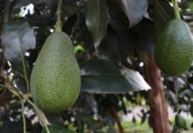 Kakuzi PLC exports first avocado cargo to China Kakuzi PLC exports first avocado cargo to China