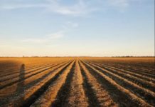 Agricultural Bank of Egypt, Faiyum Sugar Works Company ink to finance sugar beet farmers Agricultural Bank of Egypt, Faiyum Sugar Works Company ink to finance sugar beet farmers