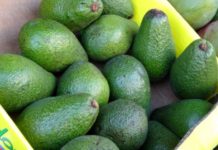 Kenya’s horticulture exports fall Sh35bn on poor avocado fruit, lower volumes Kenya’s horticulture exports fall Sh35bn on poor avocado fruit, lower volumes