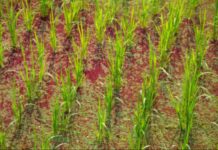 EIB, Stantec partner to support agriculture climate resilience in Morocco EIB, Stantec partner to support agriculture climate resilience in Morocco