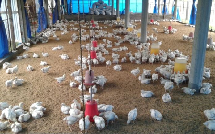 TİKA establishes a poultry farm