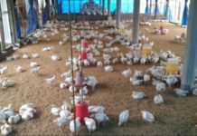 TİKA establishes a poultry farm in Niger TİKA establishes a poultry farm