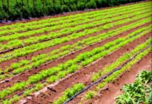 Pakistan to invest US $1bn in Tanzania Pakistan to invest US $1bn in Tanzania