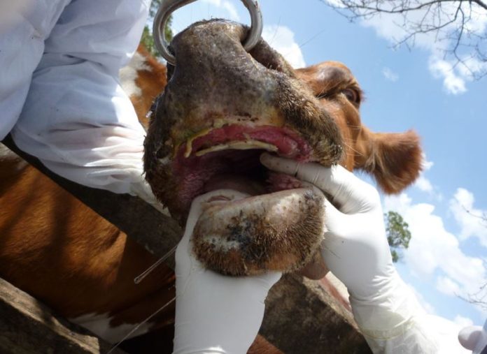 South Africa suspends movement of cattle over Foot-And-Mouth disease outbreak