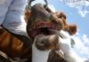 North West Province intensifies fight against foot-and-mouth disease after 17 new cases South Africa suspends movement of cattle over Foot-And-Mouth disease outbreak