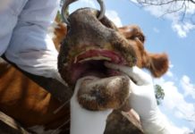 East Africa Adopts 10-Year Strategic Framework to Combat Foot-And-Mouth Disease Across the Region South Africa suspends movement of cattle over Foot-And-Mouth disease outbreak
