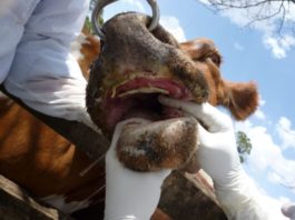 North West Province intensifies fight against foot-and-mouth disease after 17 new cases South Africa suspends movement of cattle over Foot-And-Mouth disease outbreak