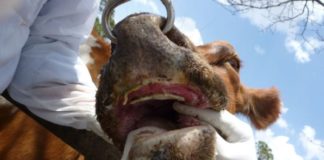 North West Province intensifies fight against foot-and-mouth disease after 17 new cases South Africa suspends movement of cattle over Foot-And-Mouth disease outbreak