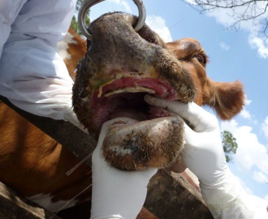 South Africa rolls out science-backed roadmap to combat foot-and-mouth disease South Africa suspends movement of cattle over Foot-And-Mouth disease outbreak