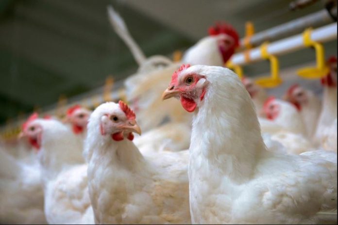 SA suspends anti-dumping duty on Brazilian chicken