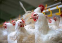 SA suspends anti-dumping duty on Brazilian chicken SA suspends anti-dumping duty on Brazilian chicken