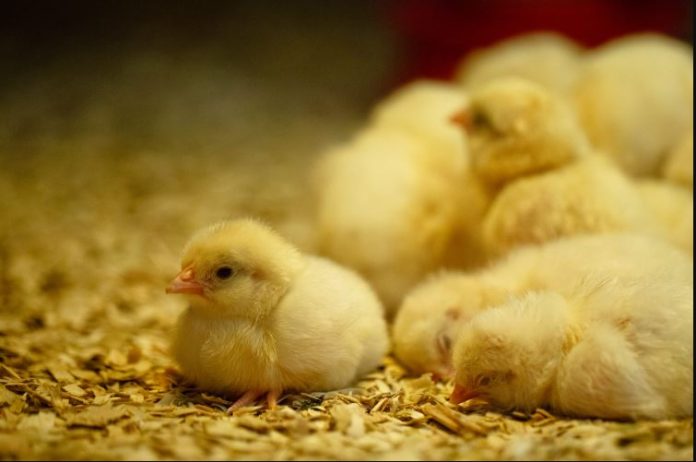 FAO initiates programme to boost poultry farming in Kisumu Kenya