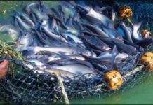 Sh100 Million pilot program to boost fish farming launched in Kenya Sh100 Million pilot program to boost fish farming launched in Kenya