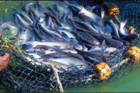 Sh100 Million pilot program to boost fish farming launched in Kenya