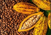 Nigeria launches National Cocoa Management Committee Nigeria launches National Cocoa Management Committee