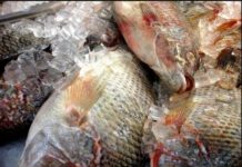 Egypt ranks 1st in global mullet fish production, 3rd with tilapia Egypt ranks 1st in global mullet fish production, 3rd with tilapia