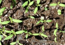 ADDRO distributes seedlings to smallholder farmers in Ghana ADDRO distributes seedlings to smallholder farmers in Ghana