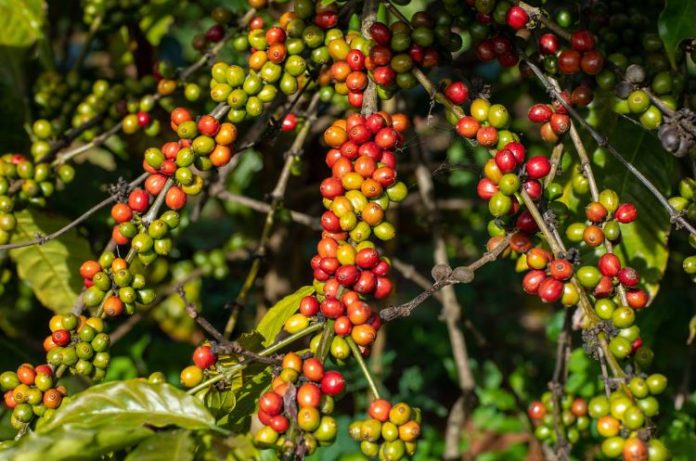 Papua New Guinea appoints in minister for coffee