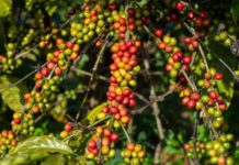 Papua New Guinea appoints in minister for coffee Papua New Guinea appoints in minister for coffee